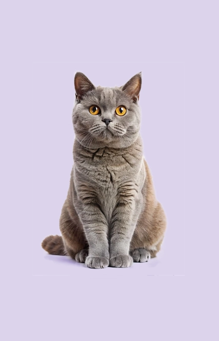Gatos