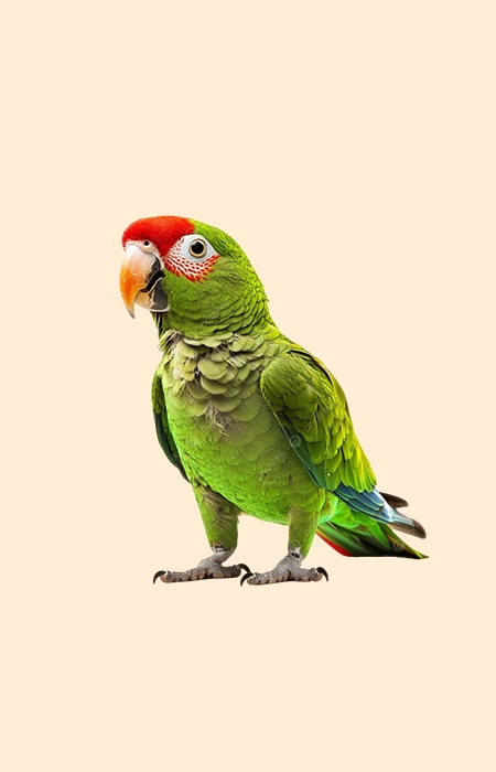 Aves